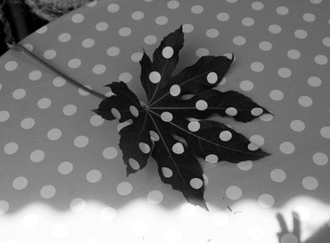 POLKA LEAF